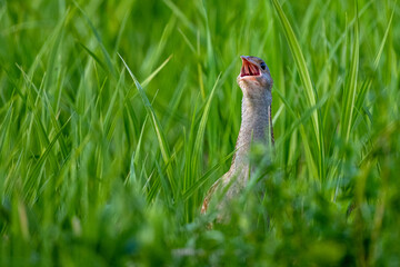 Corncrake (Crex crex) singing in a meadow. Bieszczady, Carpathian Mountains, Poland.