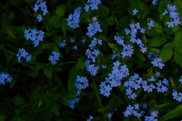 Forget-me-not flowers in low-key lighting.  Garden background.