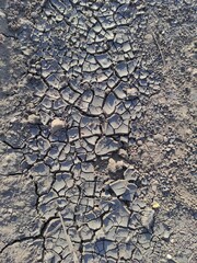 dry, cracked ground during a drought, background - obrazy, fototapety, plakaty