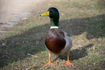 duck on the grass