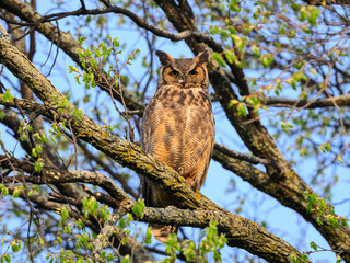 Female Great Horned Owl sitting on  tree branch on blue sky