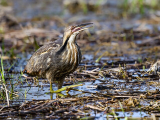 American Bittern standing on pond, portrait