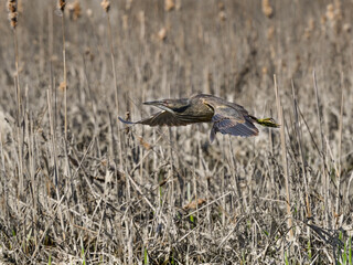 American Bittern flying against the reeds