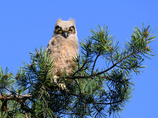 Great Horned Owl Owlet sitting on pine tree on blue sky, portrait