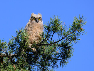 Great Horned Owl Owlet sitting on pine tree branch on blue sky, portrait