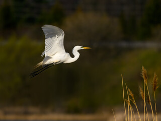 Fototapeta premium Great Egret in flight over pond with reeds in spring