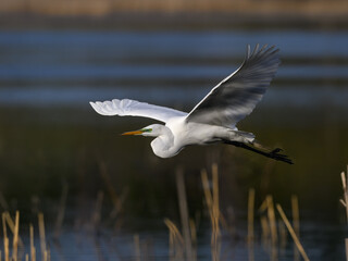 Great Egret in flight over pond with reeds in spring