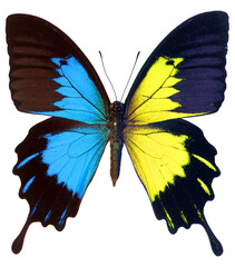 Colors blue yellow butterfly papilio ulysses, texture background. Papilio butterfly colorfull for print, illustration, design. 