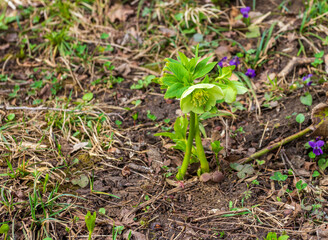 spring, morning on a mountain plateau, flowering plants, awakening in nature and the birth of a new life.*