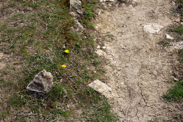 spring, morning on a mountain plateau, flowering plants, awakening in nature and the birth of a new life.*