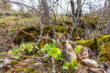spring, morning on a mountain plateau, flowering plants, awakening in nature and the birth of a new life.*