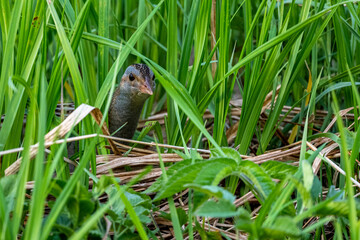 Corncrake (Crex crex) singing in a meadow. Bieszczady, Carpathian Mountains, Poland.