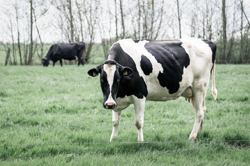 Curious cow in Dutch meadows with a cow on the background. Outside in grassland of the Netherlands