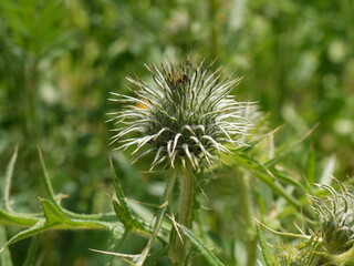 Frühlingsblumen