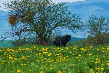 Big black dog on a field with yellow Leontodon flowers. Spring landscape in the highlands