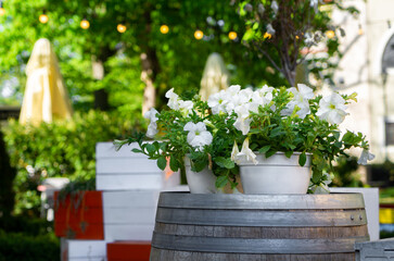 White petunias in a flower pot
