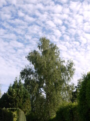 Obraz premium In der Natur