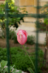 pink tulip in garden