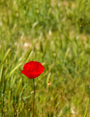 Fototapeta premium red poppy in the field