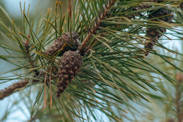 Fototapeta premium pine cones on a branch