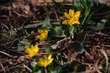 yellow crocus flowers