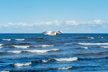 seagull bird in flight with wings spread in sky