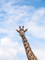 Funny giraffe portrait in the wild on a blue sky background 