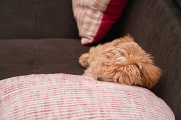 Close-up of a small fluffy dog maltipoo sleeping on a pillow on the sofa, half toy poodle, half maltese, funny pet of the whole family