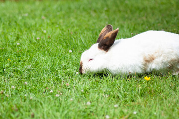 white cute rabbit with brown nose eats grass on the lawn,fluffy pet,easter bunny