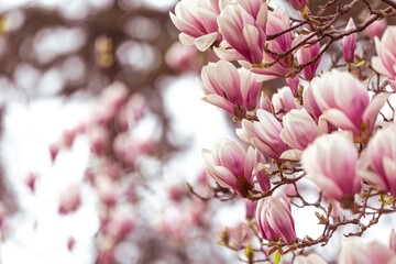 Spring floral background, beautiful bloomed light, pink magnolia flowers in a soft light, selective focus, nature concept