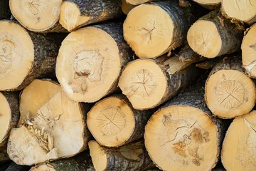 Foto op Aluminium ronde brandhout textuur achtergrond. Stapel houtblokken © Sandris