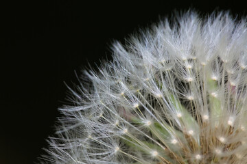 Closeup image of a dandelion seed head with a dark background.