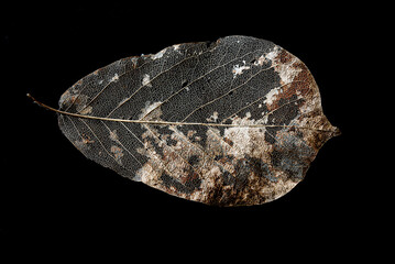 Makro eines verwitterten Laubblattes, so dass nur noch die Blattadern, zu sehen sind, Konzept f&uuml;r Verfall, Zersetzung und Verwitterung, schwarzem Hintergrund, schwarz-wei&szlig;