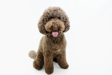 Portrait funny brown poodle dog looking at camera and sticking tongue out. Isolated on white background