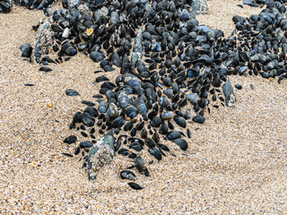 Bivalve molluscs attached to rocks on Saunton Sands beach, Devon © Anders93