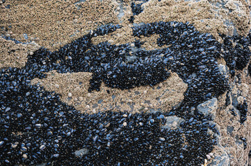 Bivalve molluscs attached to rocks on Saunton Sands beach, Devon © Anders93