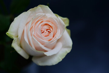 Fototapeta premium Rose dans un vase