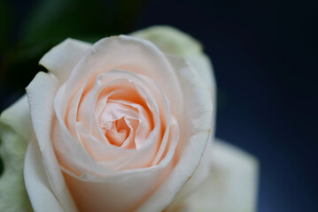 Rose dans un vase