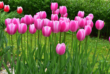 Fototapeta premium Vibrant Spring Blooms Unveiled: Exquisitely Pink Tulips with Elegant White-Edged Petals Flourishing in a Lush Garden Oasis