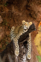 leopard on the rock