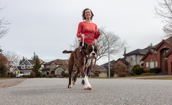 Athletic Caucasian Adult Woman Running outside with a Boxer Dog. Suburban Neighborhood in a modern city of Fraser Heights, Surrey, Vancouver, British Columbia, Canada.