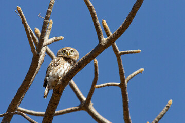 Pearl-spotted Owlet sitting in a tree
