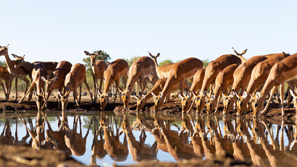 Impala drinking at a watering hole