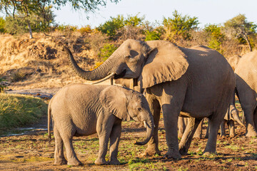 Fototapeta premium Mother and baby Elephant