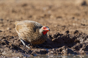 Swainson’s Spurfowl getting ready to drink water