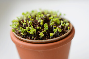 Pot de plantes en croissance