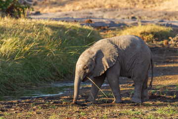 Elephant calf walking in a riverbed 