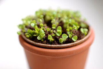 Pot de plantes en croissance