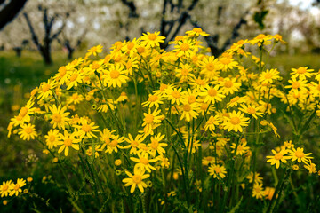 polne żółte kwiaty kwitnące wiosną