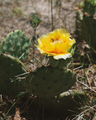 Prickly pear cactus bloom on plant close up during spring in Texas landscape.